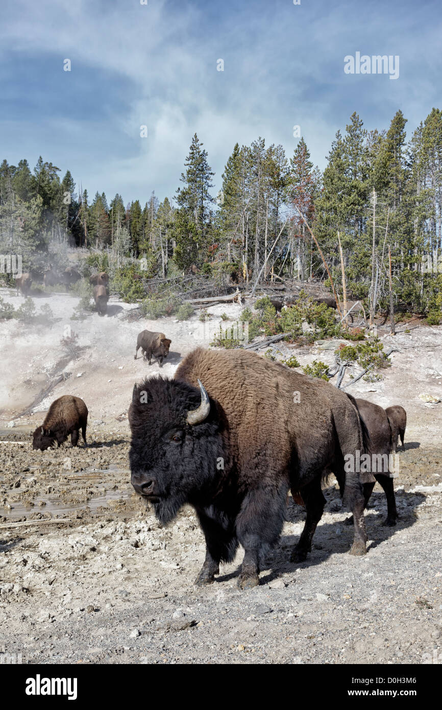 American Bison - adult bull with herd at the mud caldron Stock Photo