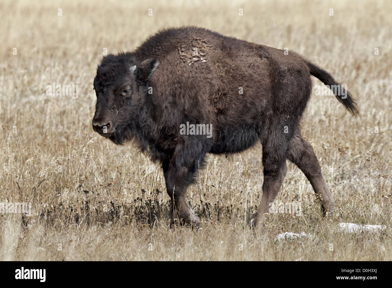 A young calf American Bison Stock Photo