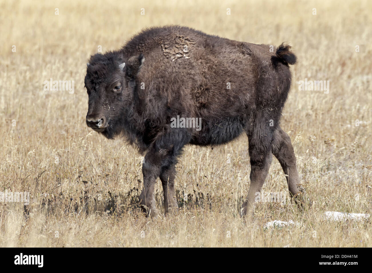 A young calf American Bison Stock Photo