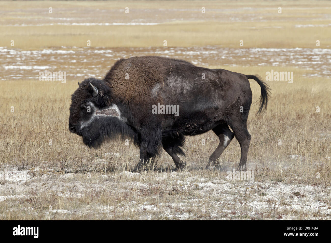 A badly scarred female American Bison Stock Photo