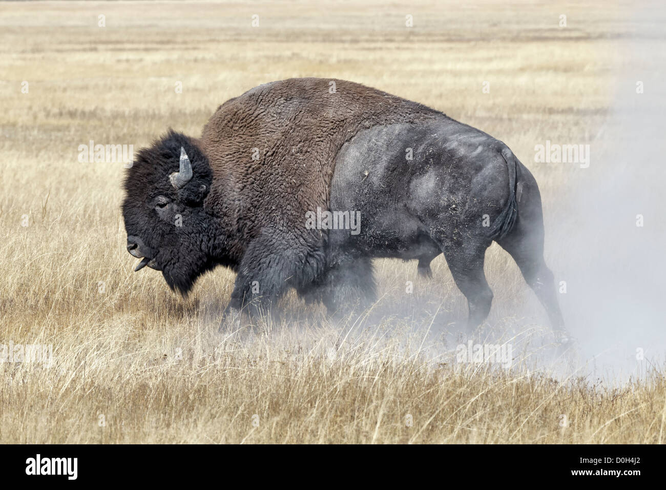 An alpha male American Bison - showing aggression and dust bathing during the annual rut Stock Photo