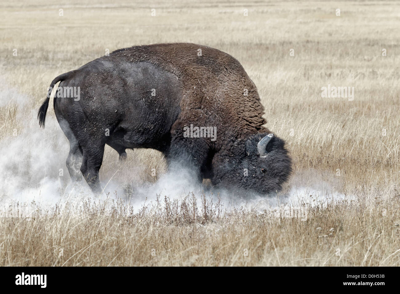 An alpha male American Bison - showing aggression and dust bathing during the annual rut Stock Photo