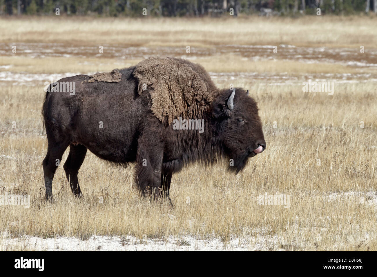 An female American Bison moulting coat Stock Photo