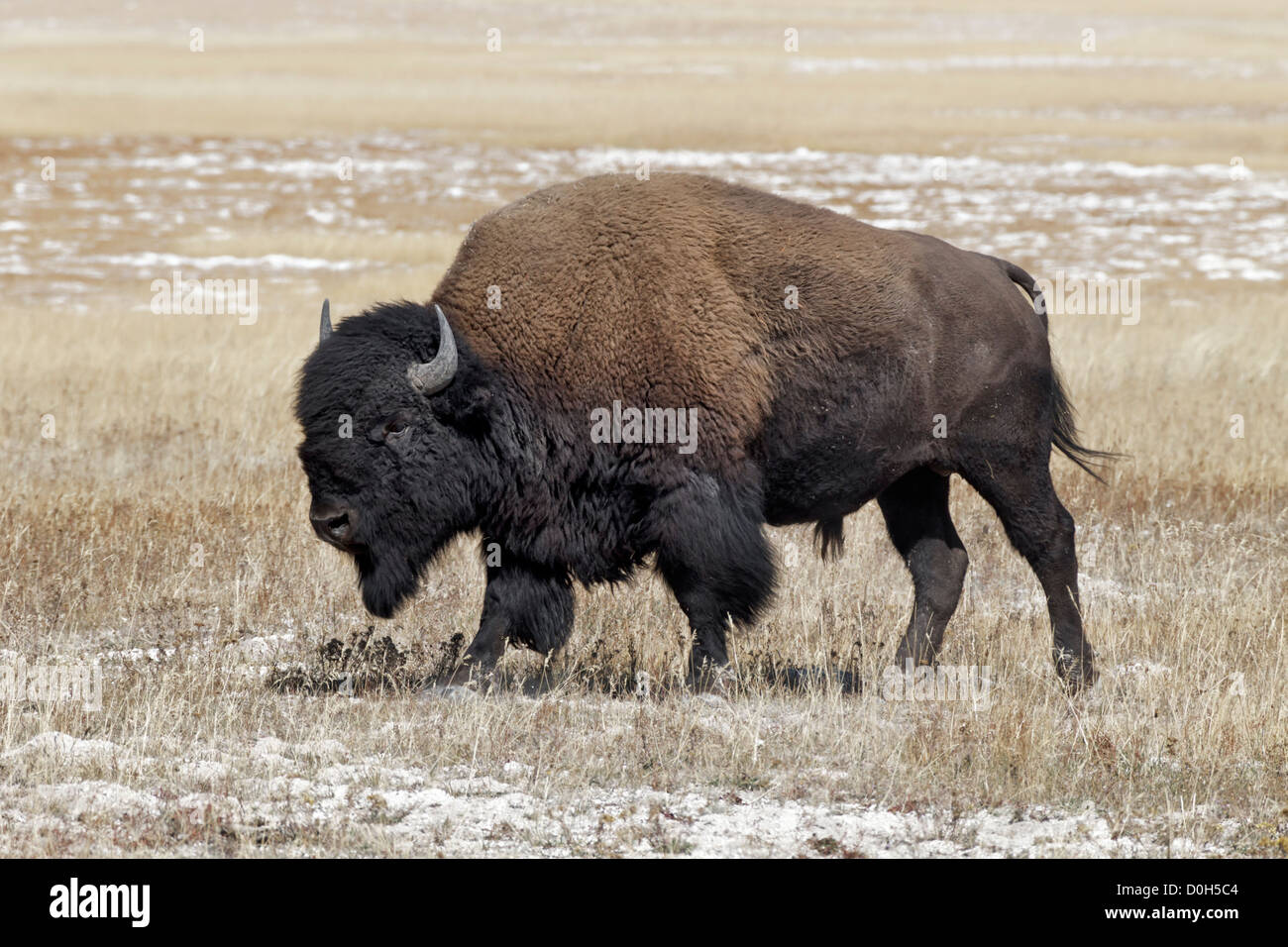 An alpha male American Bison Stock Photo