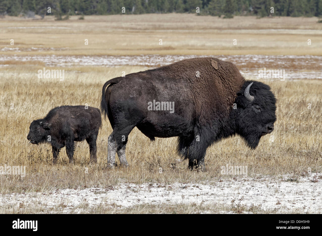 An alpha male American Bison and young calf Stock Photo
