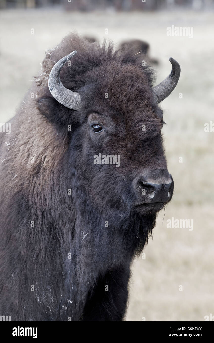 A young female American Bison Stock Photo
