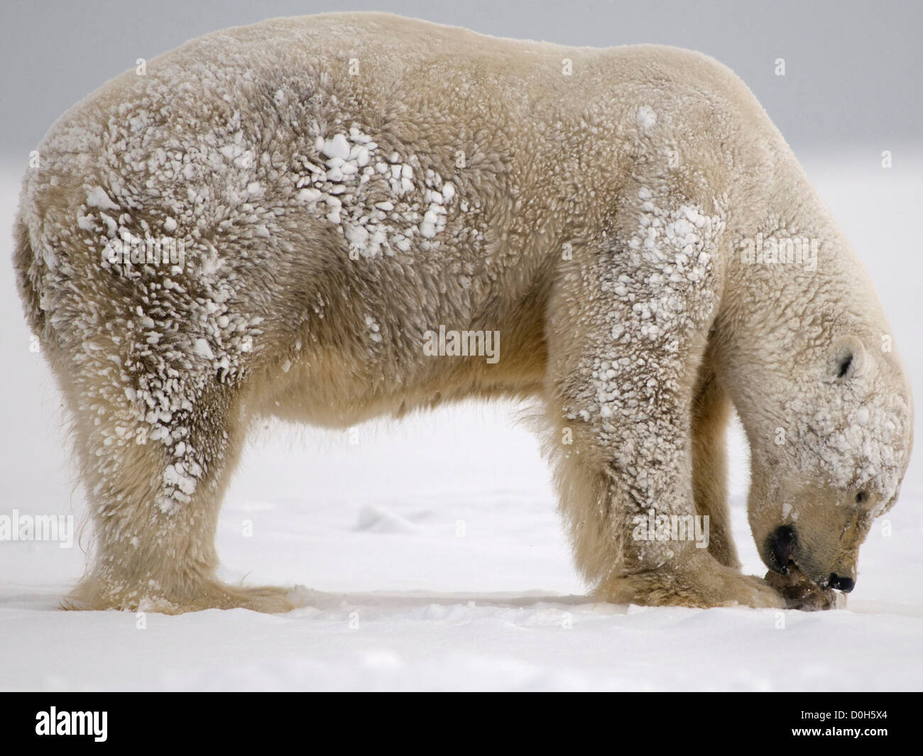 Whale blubber hires stock photography and images Alamy