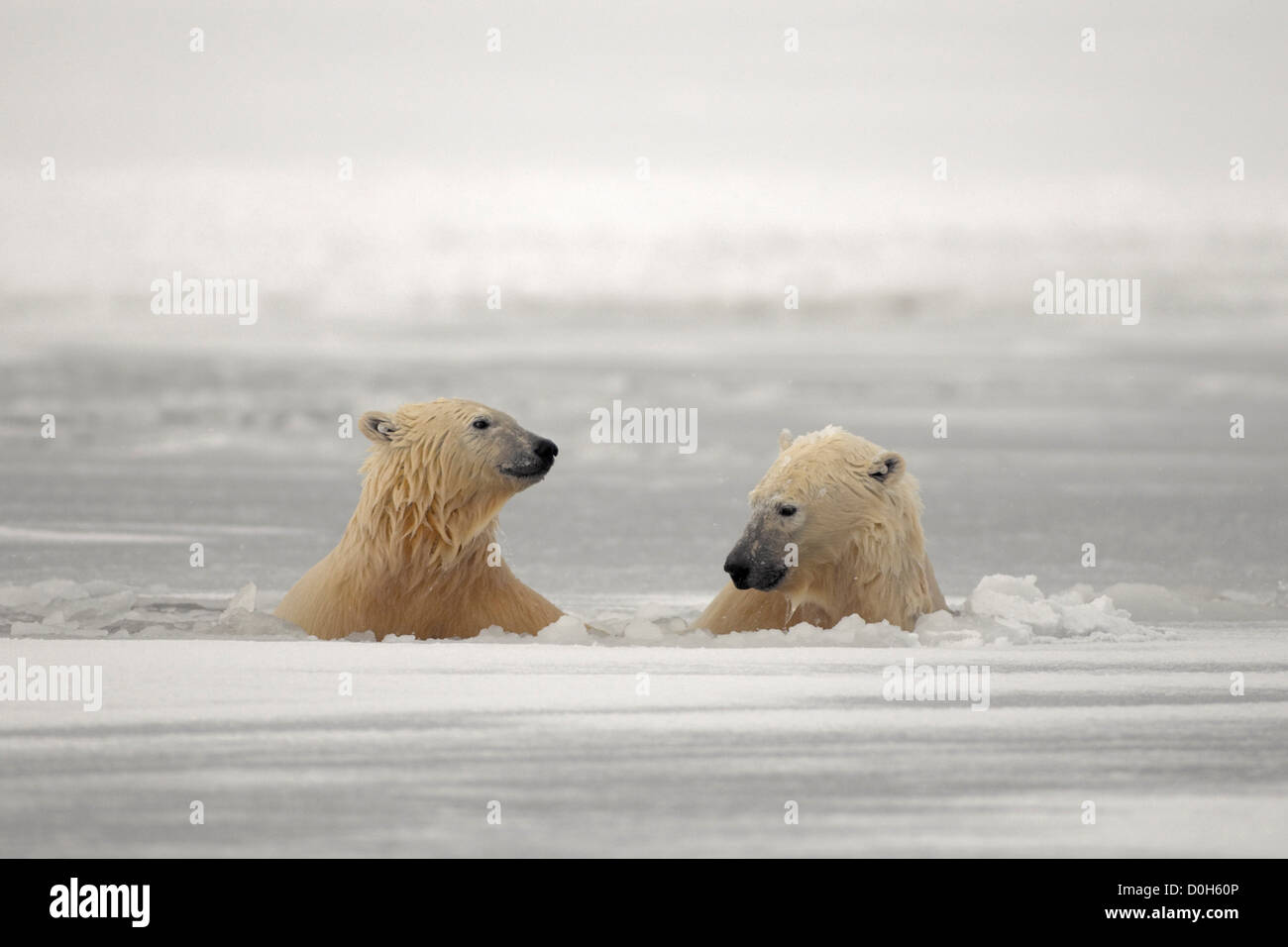 Female Polar Bear With Cub Swimming Through The Pack Ice Stock Photo ...