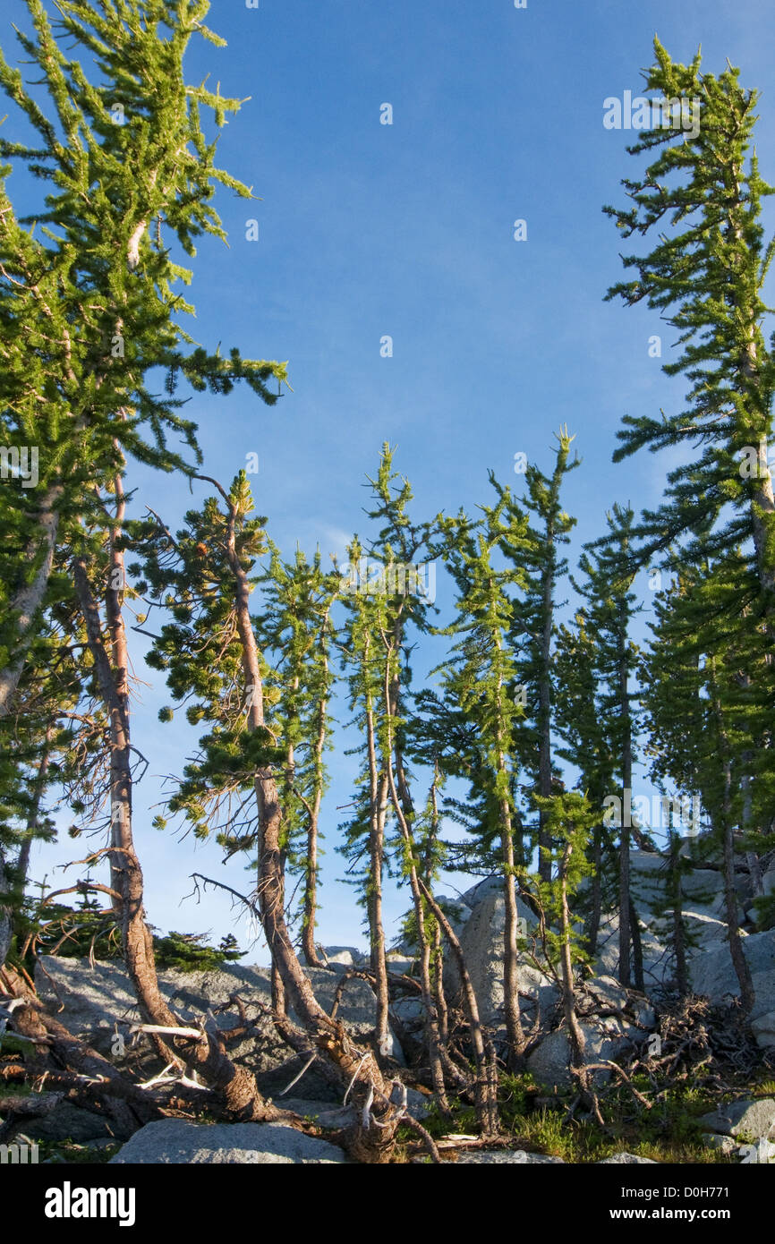 Alpine Larch Trees in The Enchantments Stock Photo - Alamy