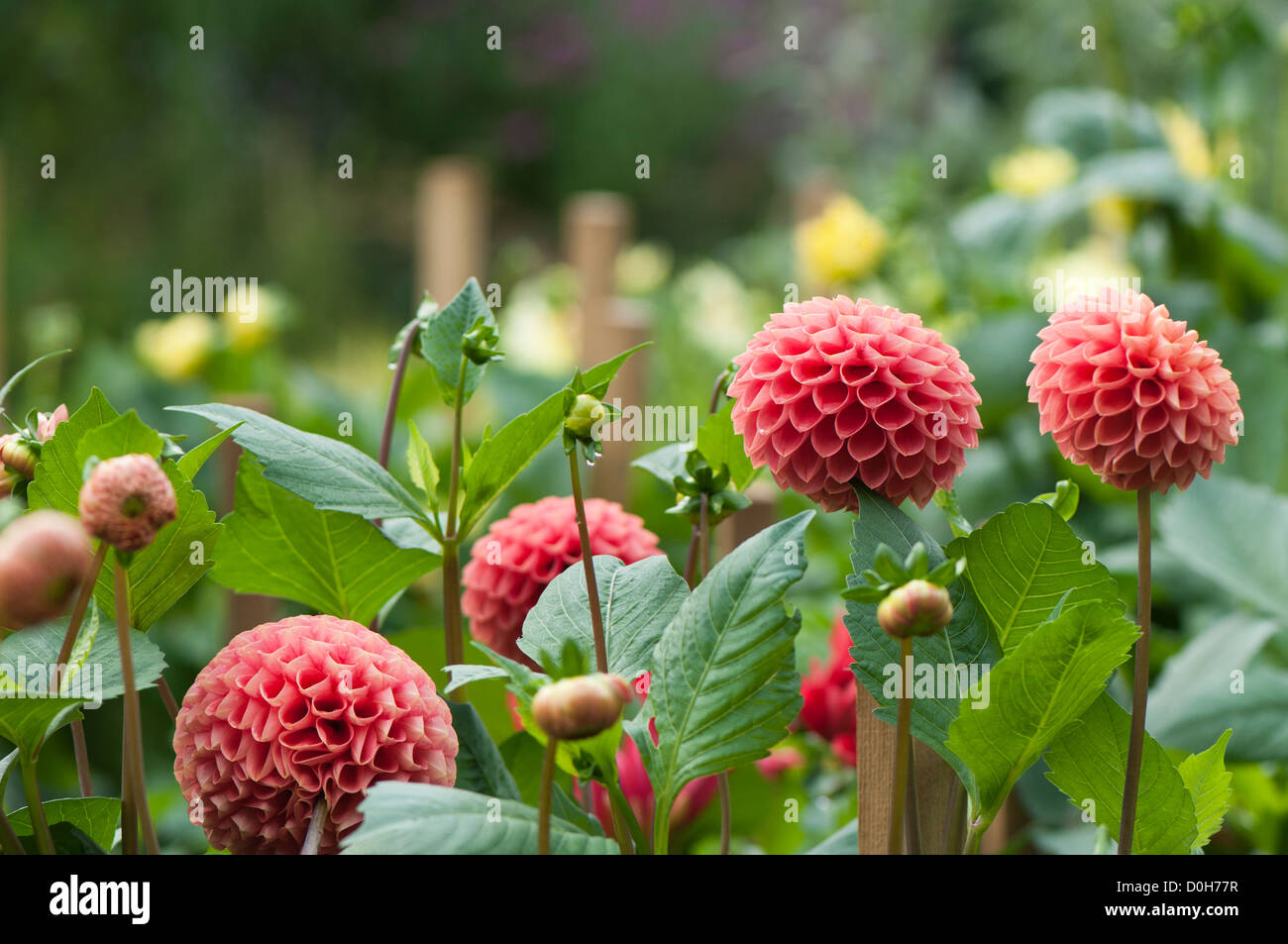 Stake Dahlias High Resolution Stock Photography and Images - Alamy