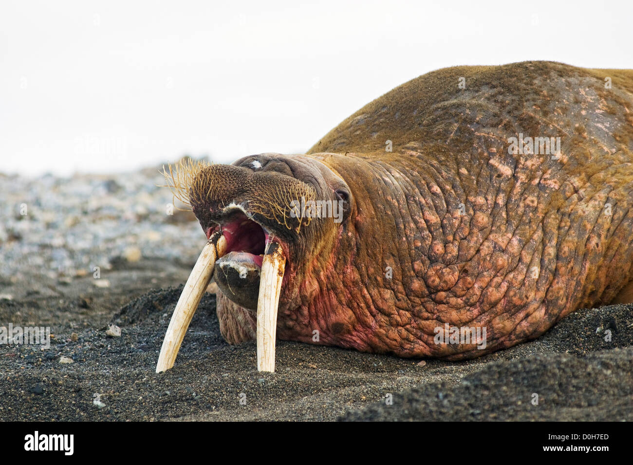 Walrus (Odobenus rosmarus) bull resting on beach barks warning be left alone Poolepynten along coast Svalbard Norway in Stock Photo