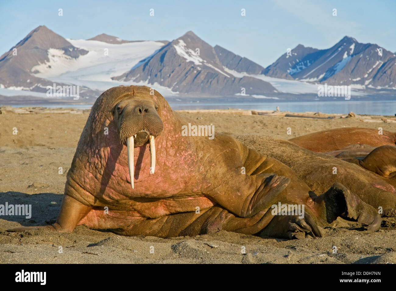 A large bull walrus (Odobenus rosmarus) rests on a sandspit in summertime, Poolepynten, along the coast of Svalbard, Norway. Stock Photo
