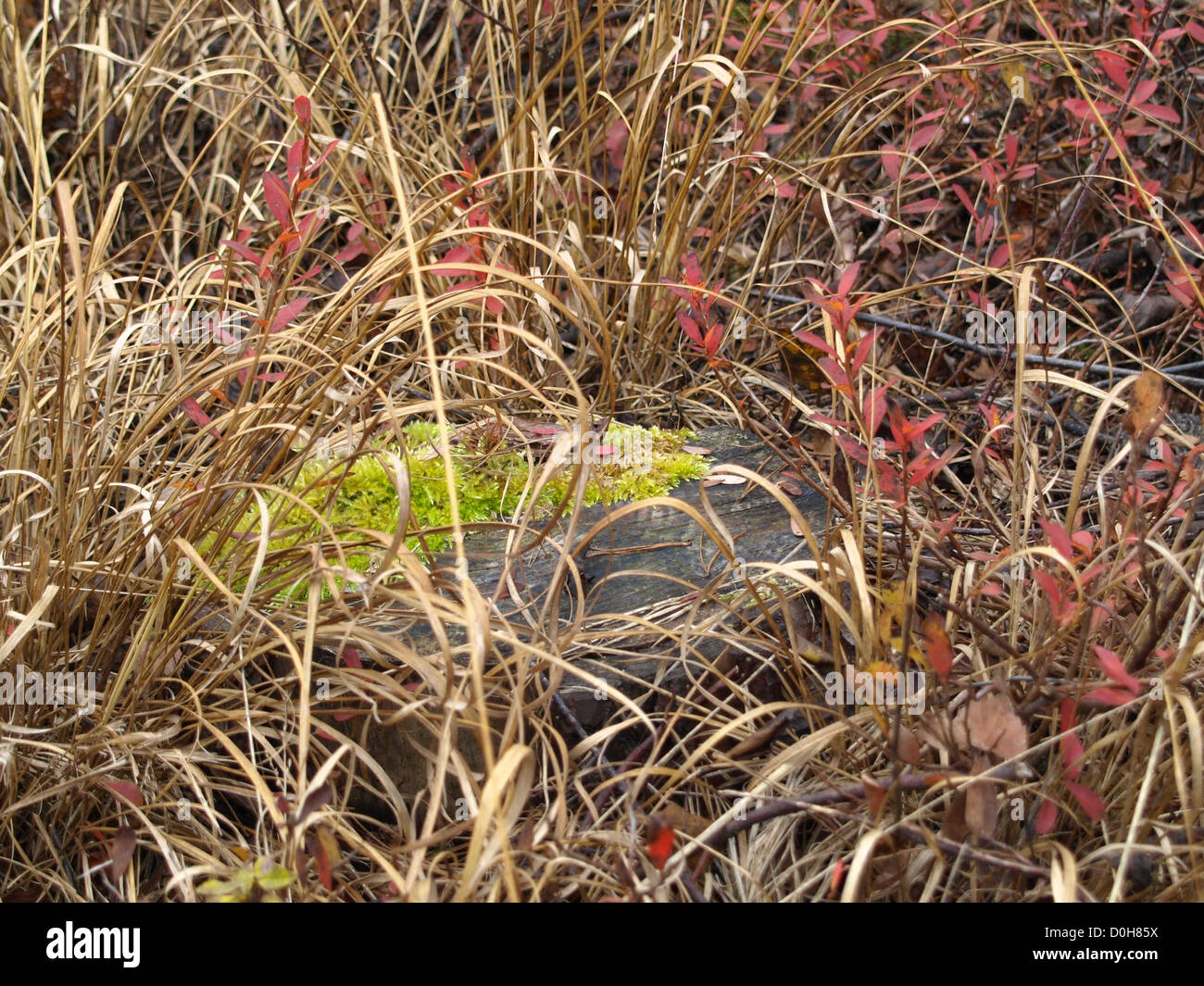 Purple moor grass with bog bilberry and a stump in a moor Stock Photo