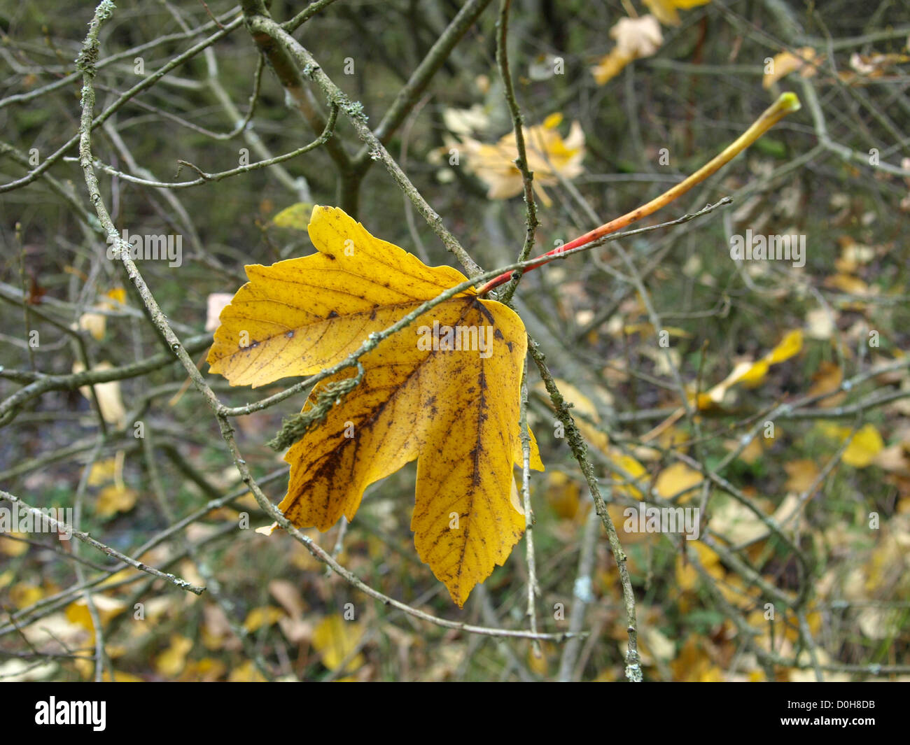 autumnal maple leaf / herbstliches Ahornblatt Stock Photo