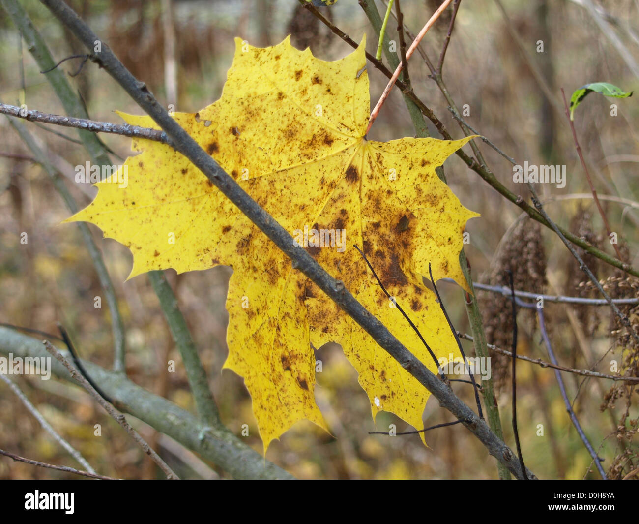 autumnal maple leaf / herbstliches Ahornblatt Stock Photo