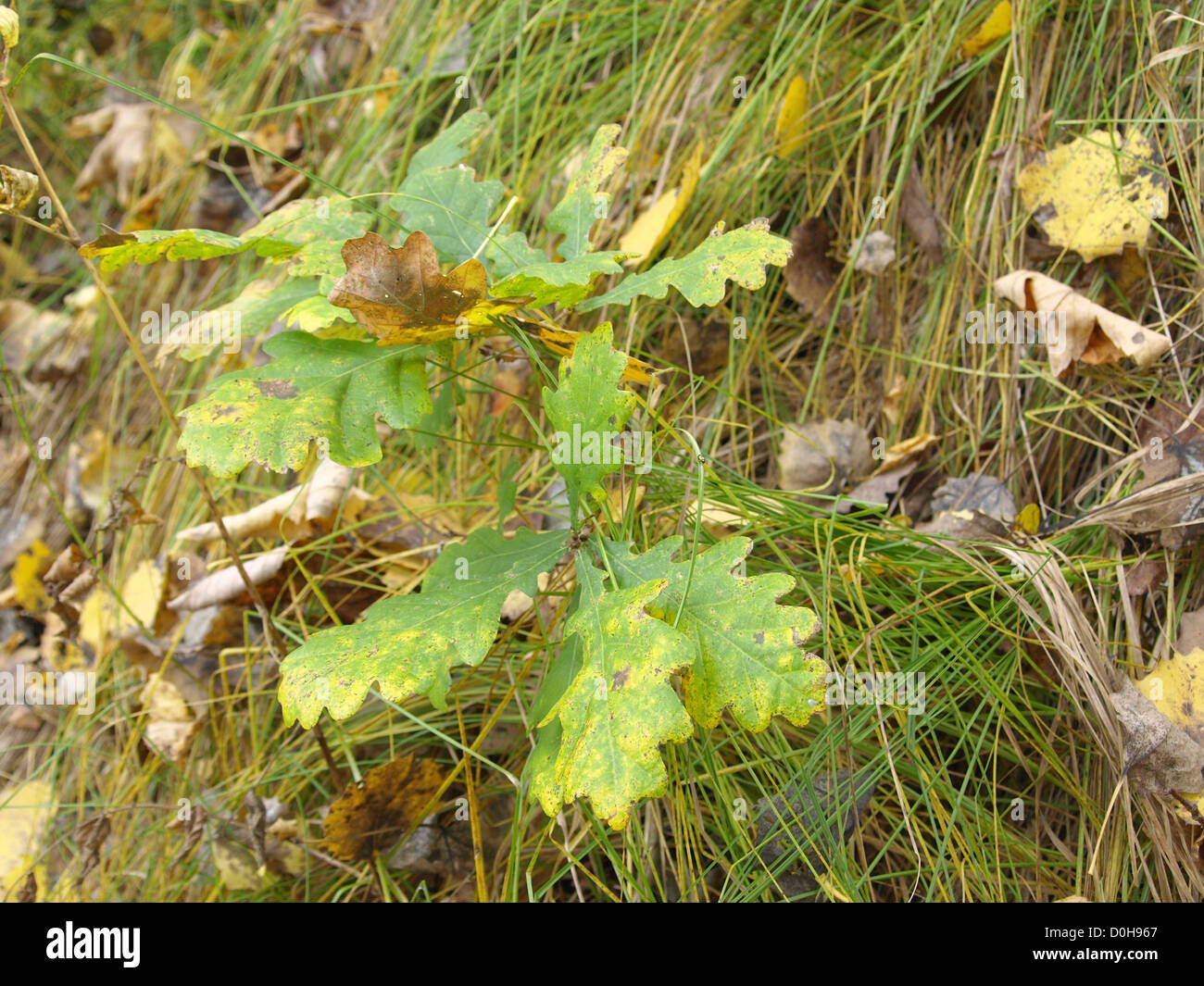 little oak tree in autumn / kleiner Eichenbaum im Herbst Stock Photo