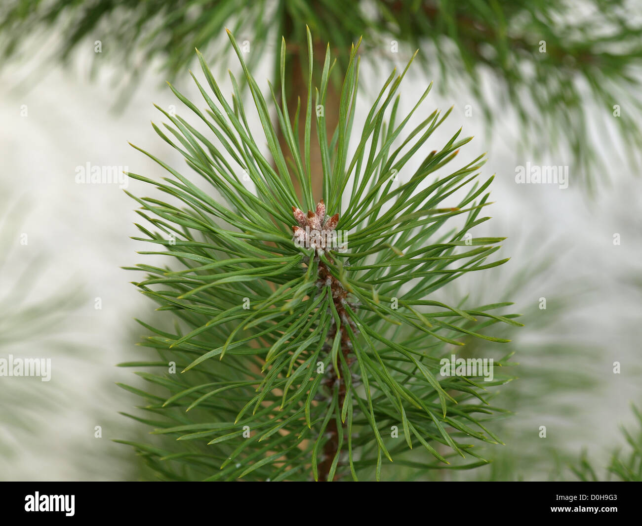 Pine tree branch and needle Stock Photo - Alamy