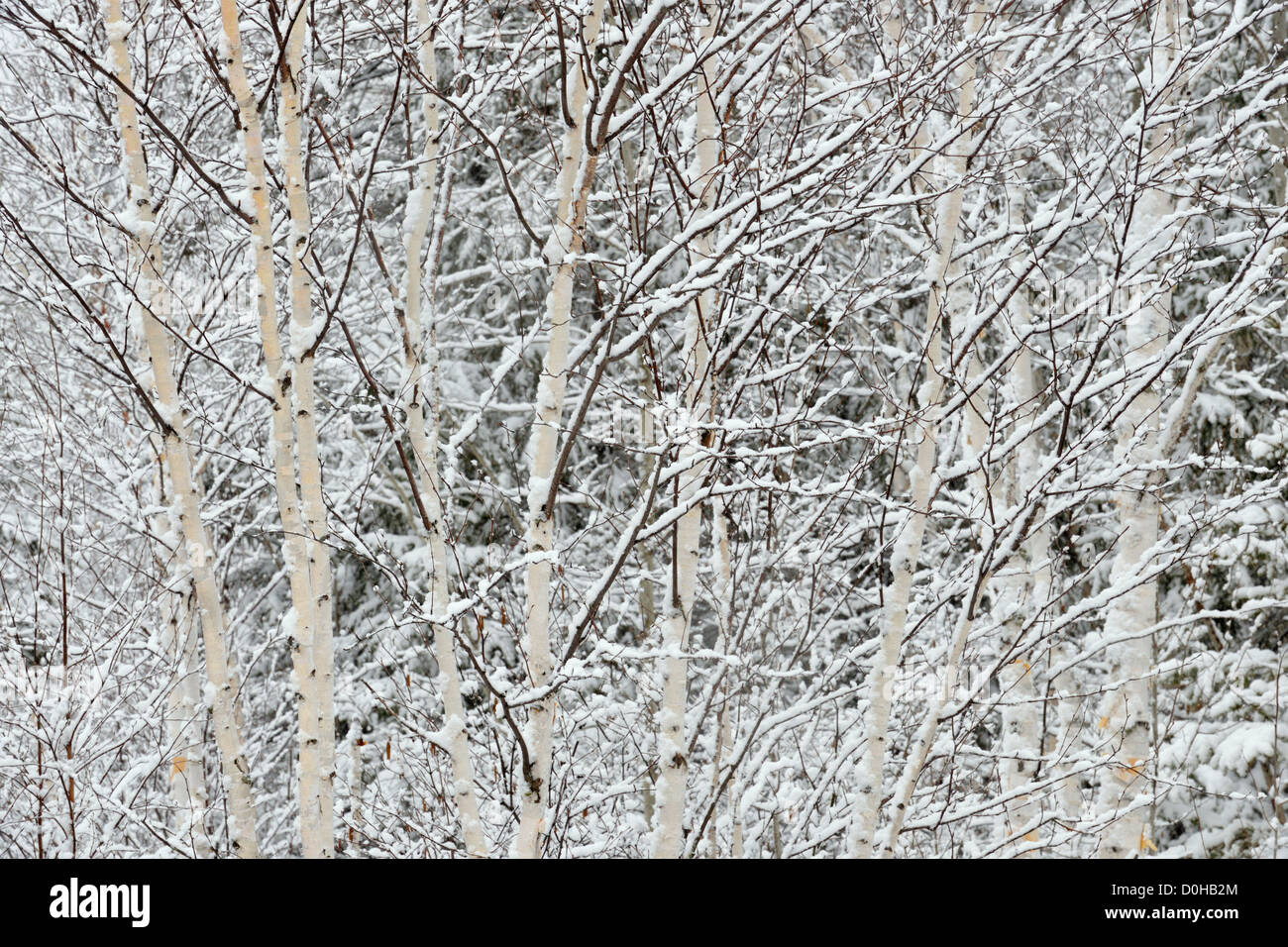Weather trees like snow blizzard hi-res stock photography and images ...