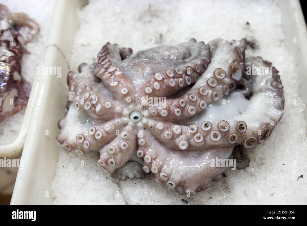 Octopus on sale in Lisbon fish market Stock Photo - Alamy