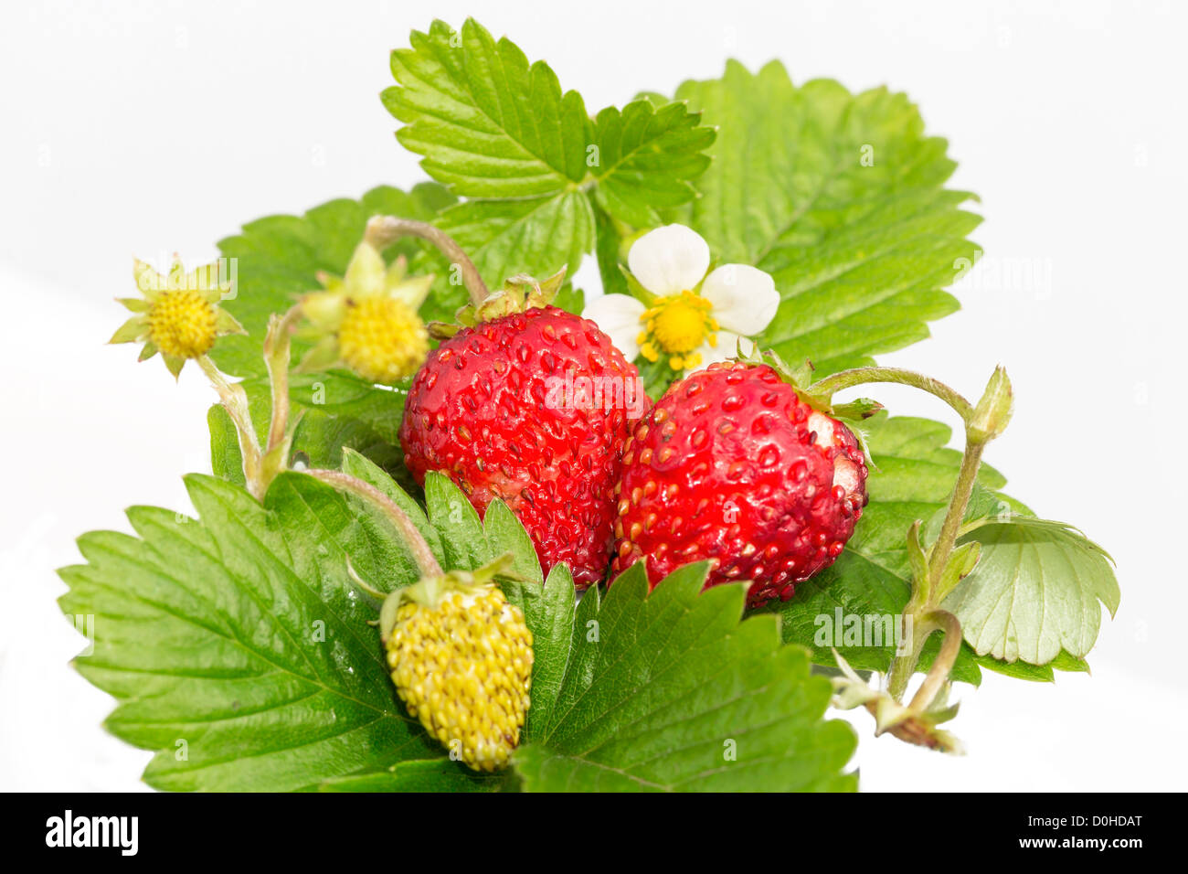Strawberry spring hi-res stock photography and images - Alamy