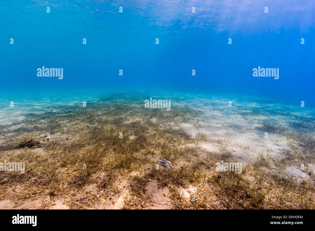 Sun rays illuminate a seagrass sea bed in the shallow waters of the red sea Stock Photo