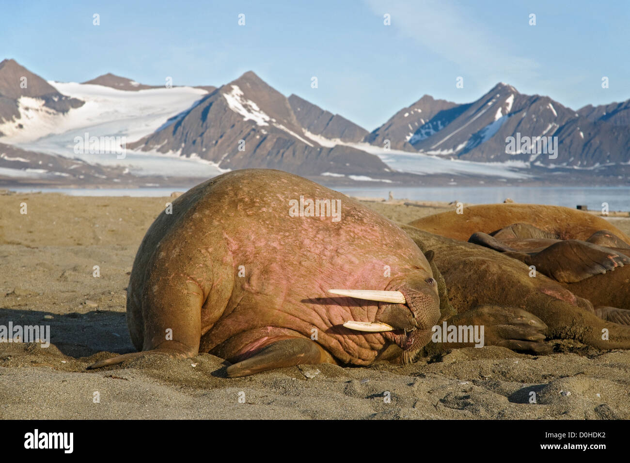 Walrus (Odobenus rosmarus) large bull rests on a sandspit in summertime, Poolepynten, along the coast of Svalbard, Norway. Stock Photo