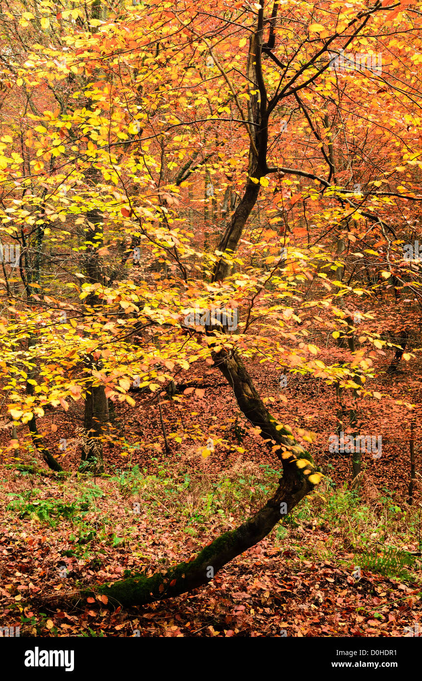 Blakeney forest of dean hires stock photography and images Alamy