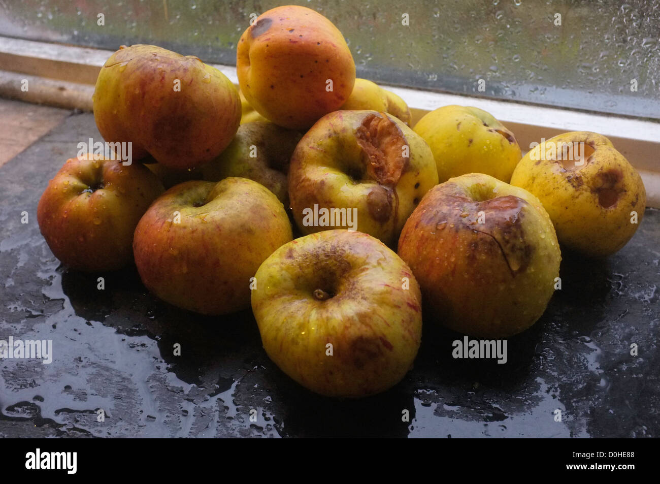 Windfall apples gathered together in the kitchen and showing some damage Stock Photo