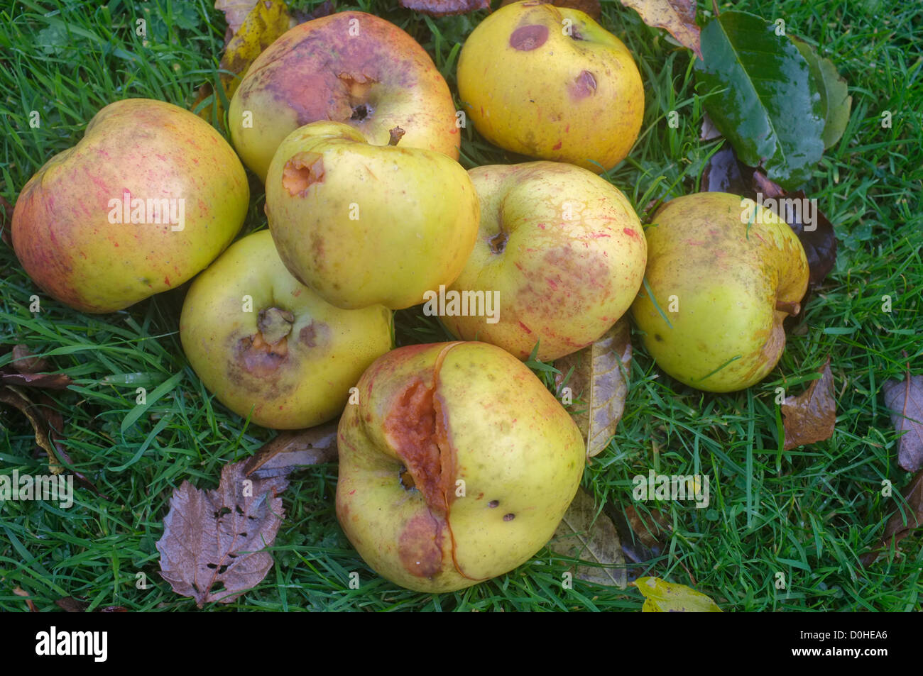 Windfall apples gathered together in the garden and showing some damage Stock Photo