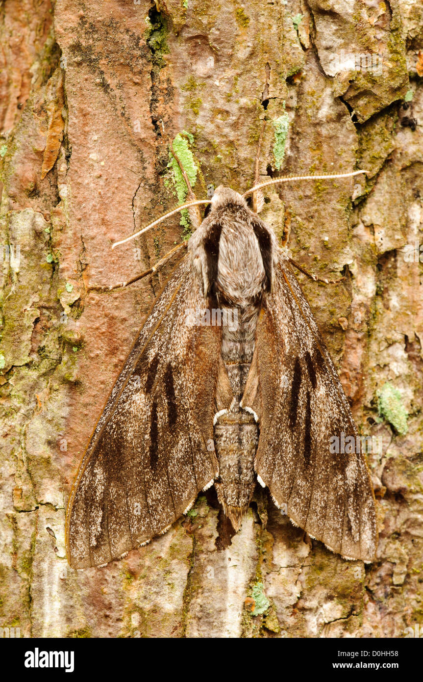 An adult pine hawk-moth (Hyloicus pinastri) camouflaged against the bark of a pine tree at Thursley Common. Stock Photo