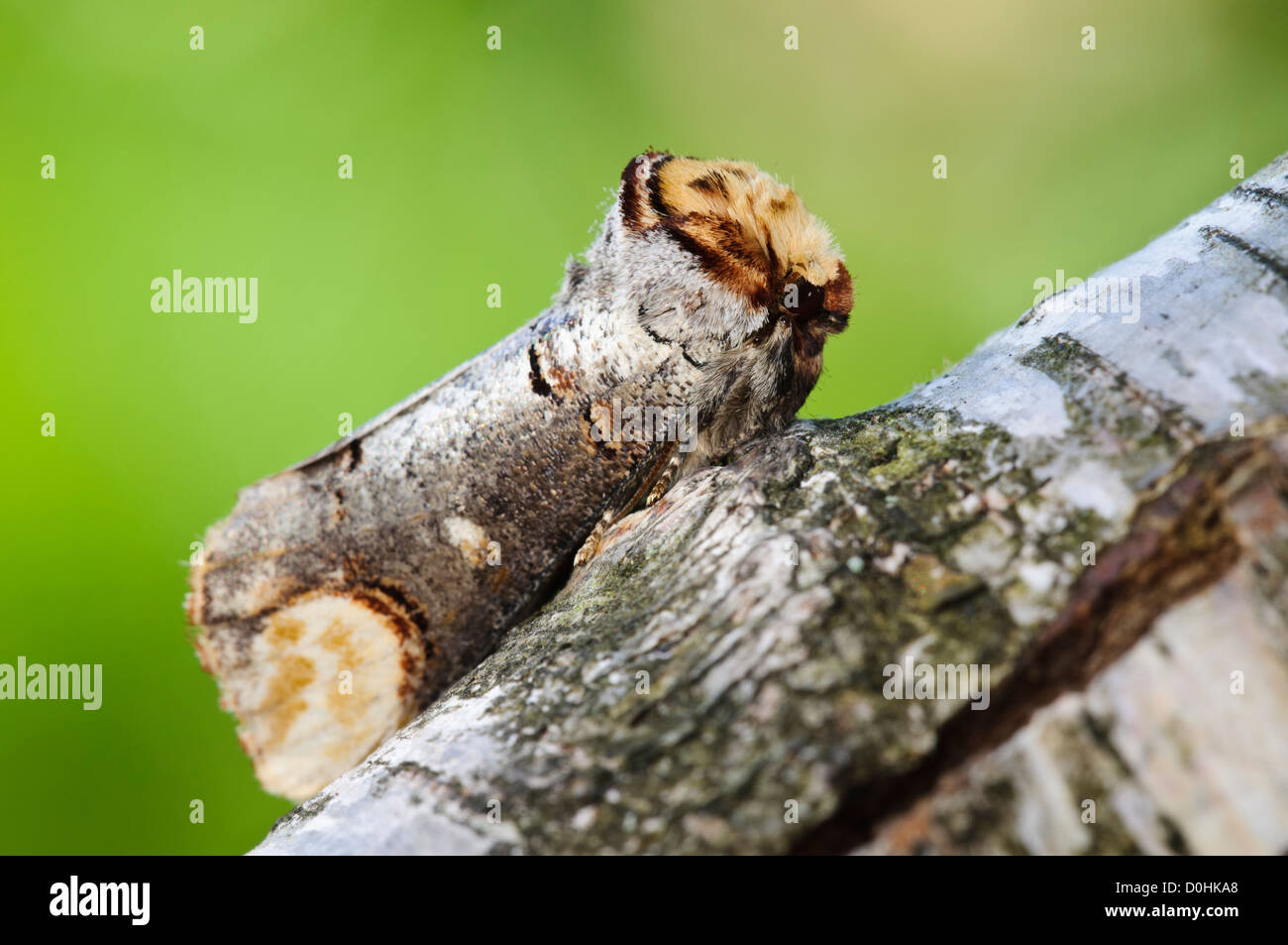 A buff-tip moth (Phalera bucephala) sitting on a birch branch and emulating a broken twig at Thursley Common Nature Reserve Stock Photo