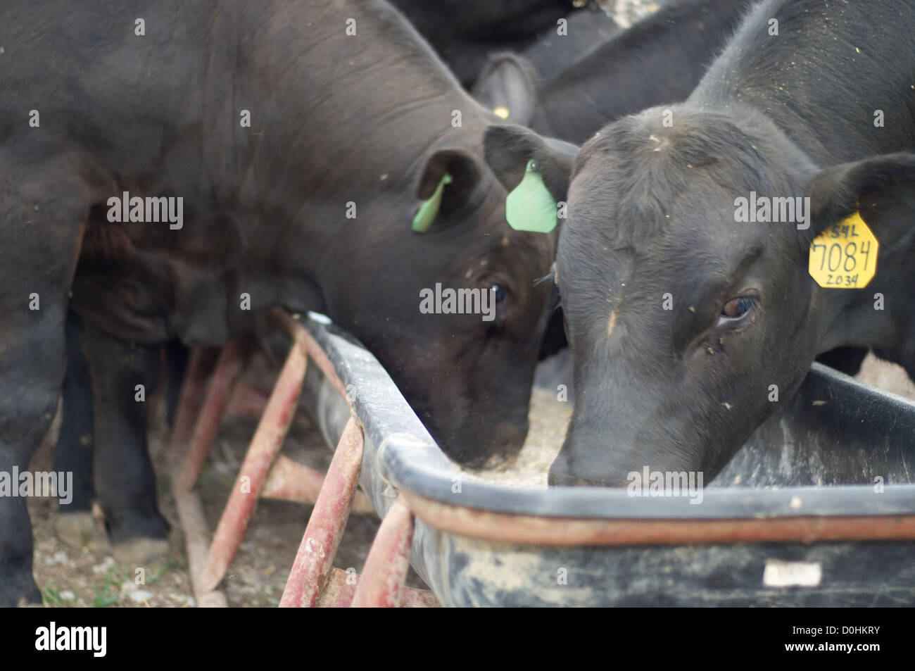 Angus cattle eating Stock Photo