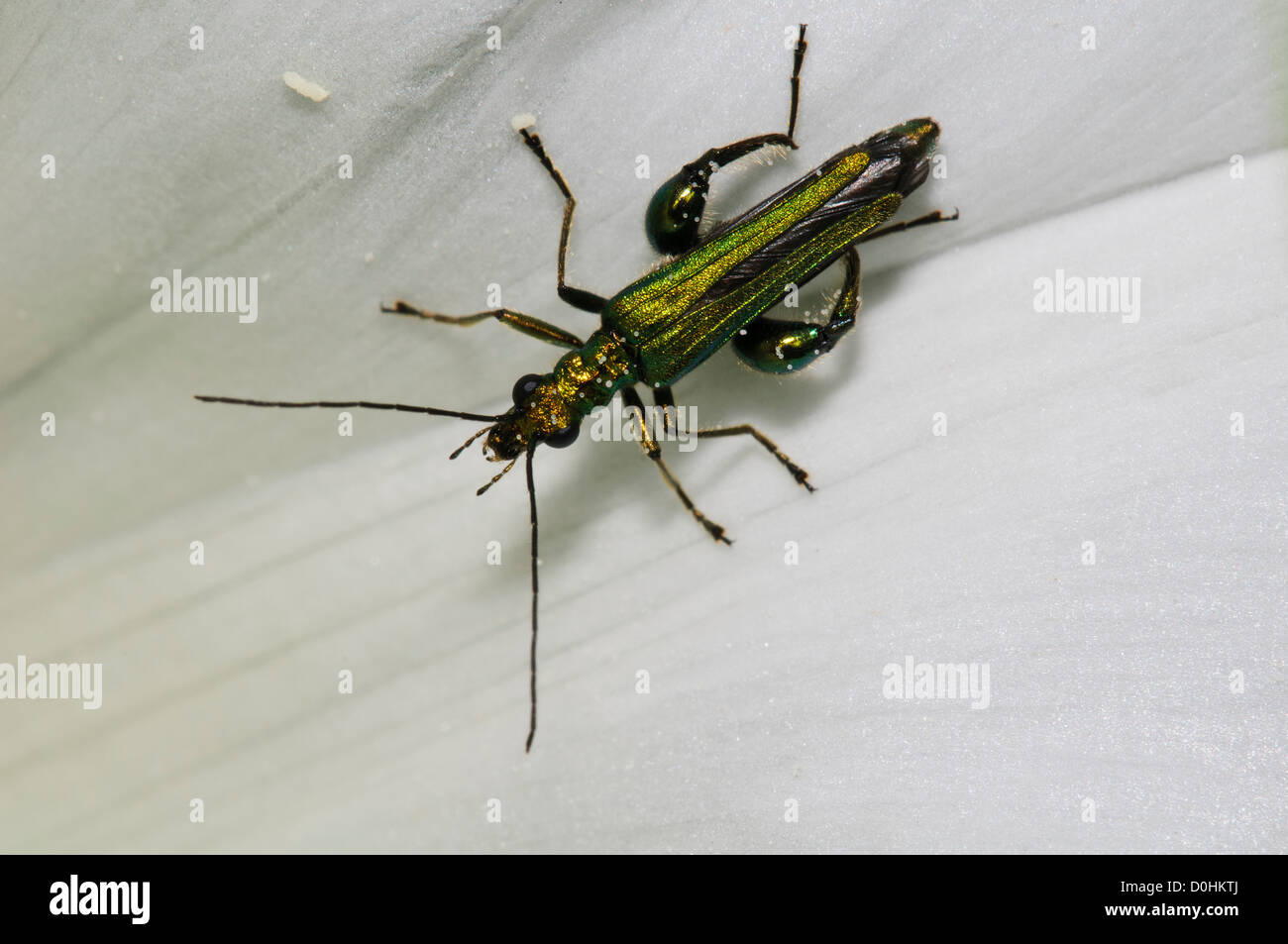 An adult male thick-legged flower beetle (Odemera nobilis) with white pollen grains adhering to his head, thorax and legs. Stock Photo