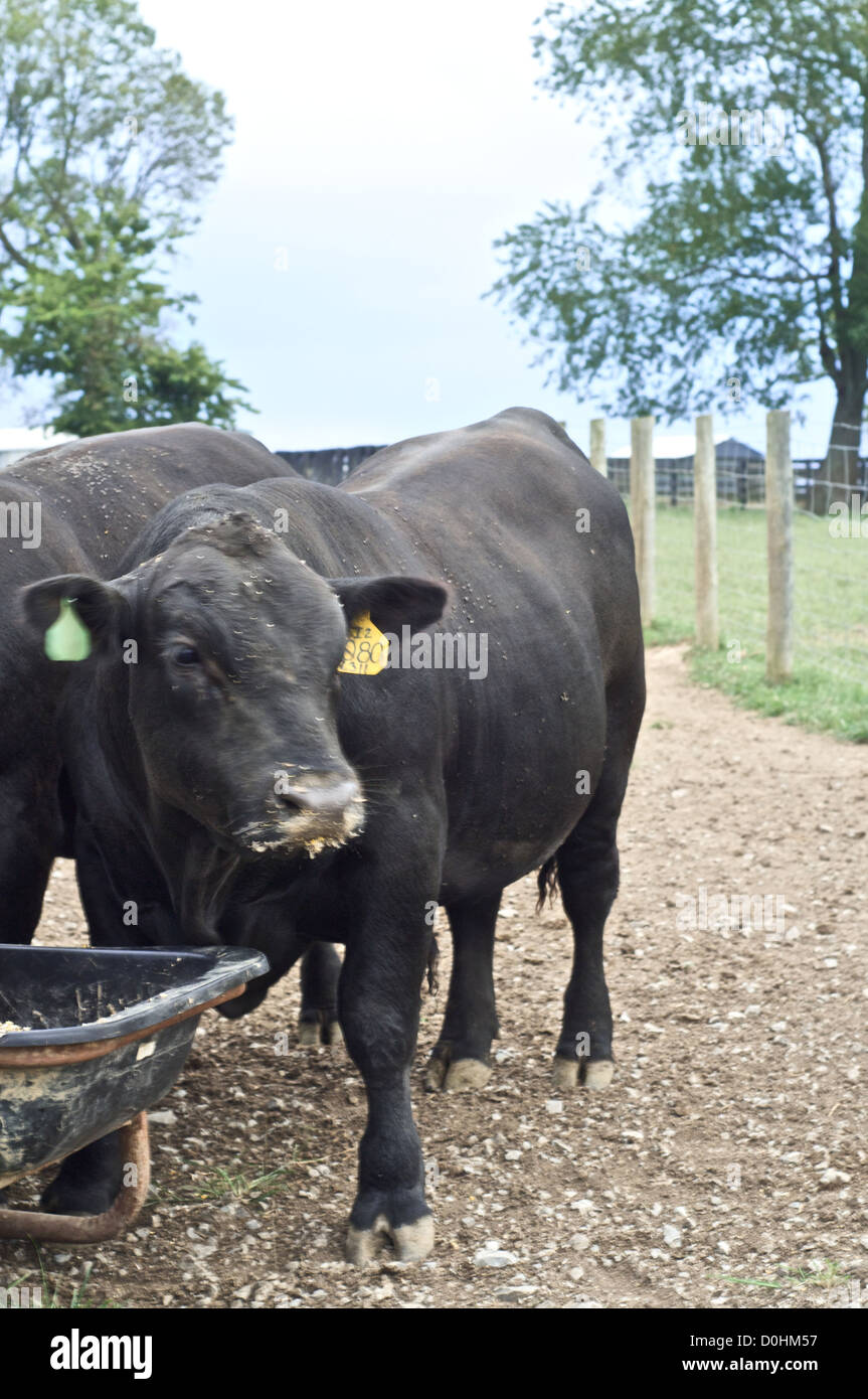 Angus cattle eating Stock Photo