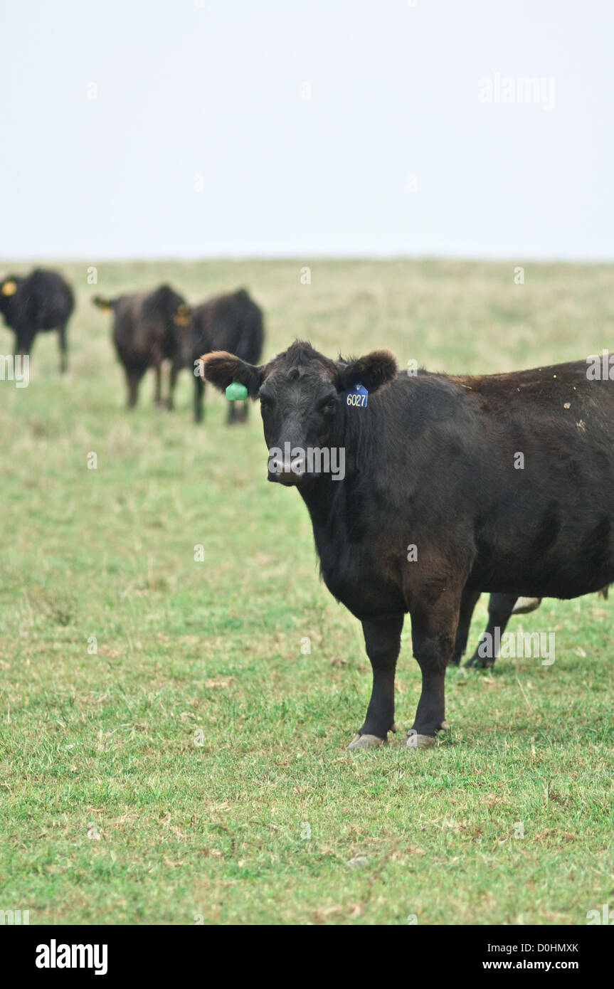 Angus cattle eating Stock Photo