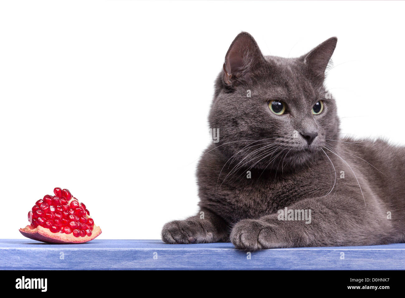 Portrait Of Russian Blue Cat On Blue Wooden Board With White Stock