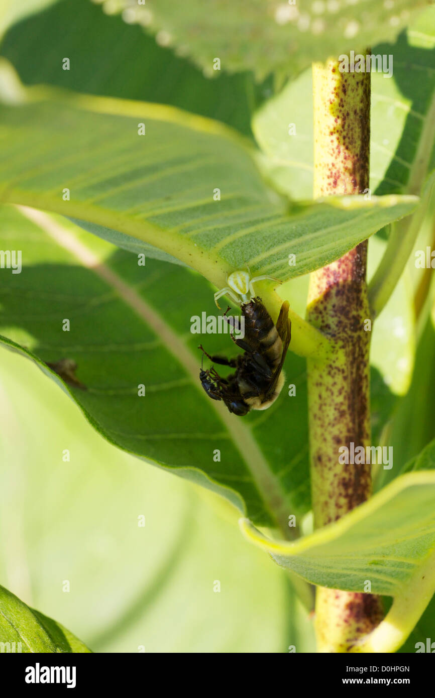 Crab spider feeding on bumble bee much larger than itself. Scavenger