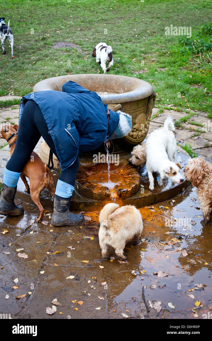 Dog Drinking fountain Stock Photo Alamy