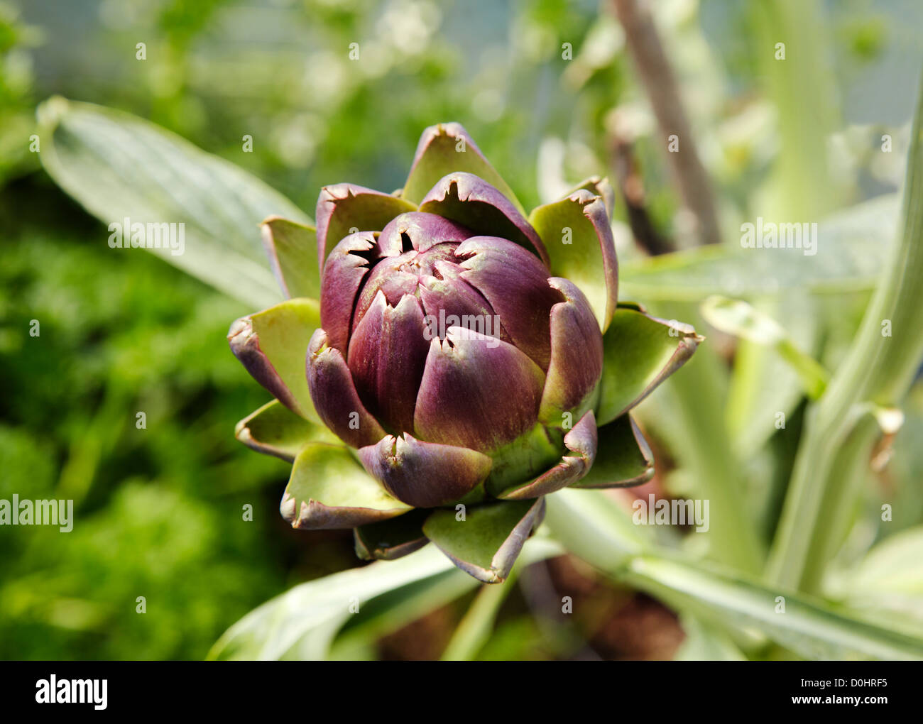 Globe artichoke growing in polytunnel Stock Photo Alamy