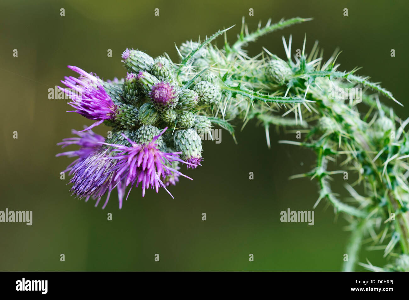A welted thistle (Carduus crispus) weighed down by flower buds at Southwater Woods, West Sussex. july. Stock Photo