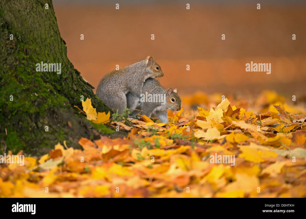 Squirrels mating hires stock photography and images Alamy