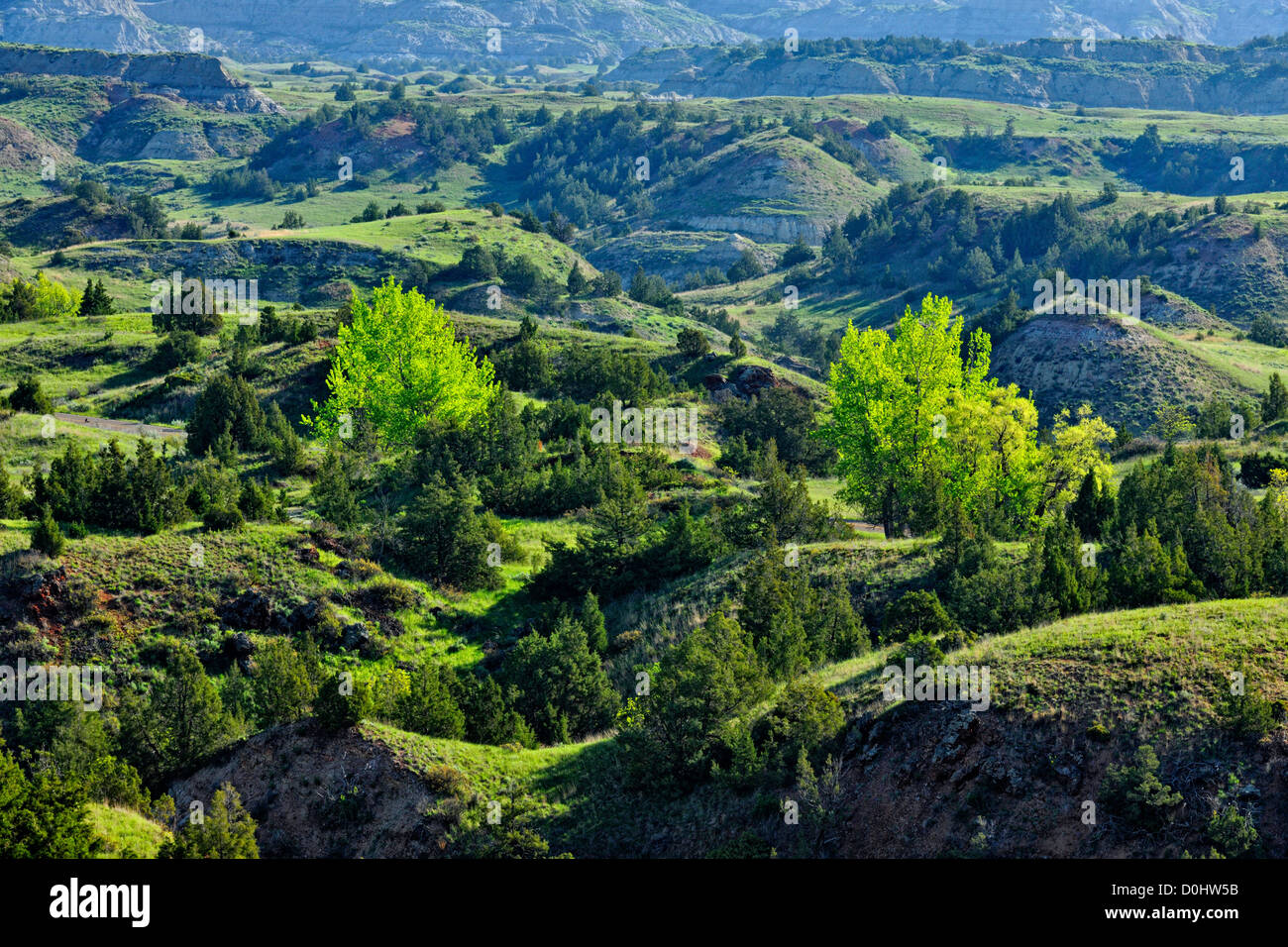 Green ash trees leafing out in badlands/prairie landscape, Theodore Roosevelt NP (South Unit
