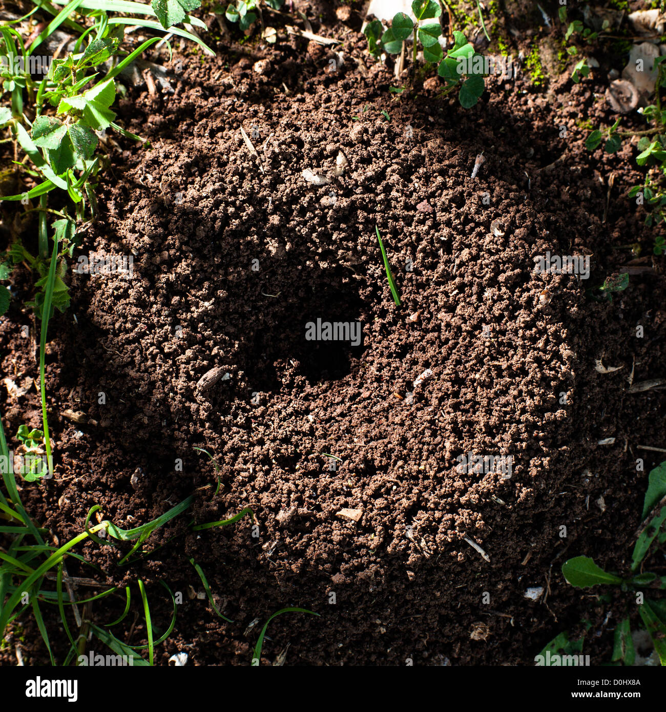 Anthill High Resolution Stock Photography and Images Alamy