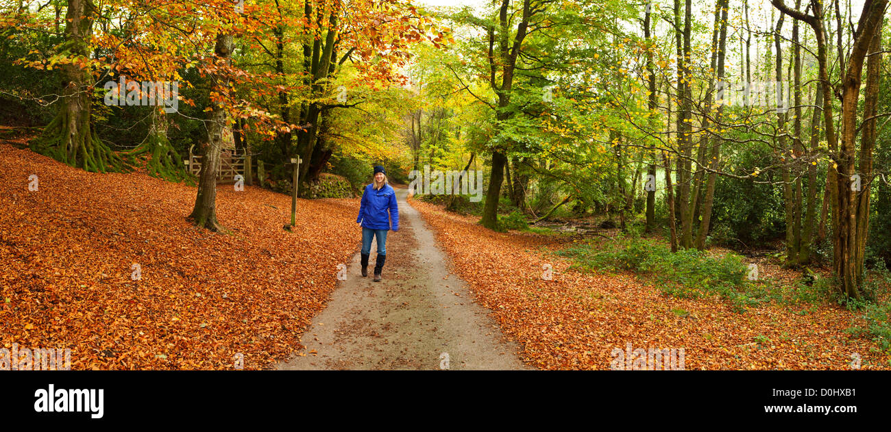 A panoramic view of a female walker on a track through an autumnal forrest. Stock Photo