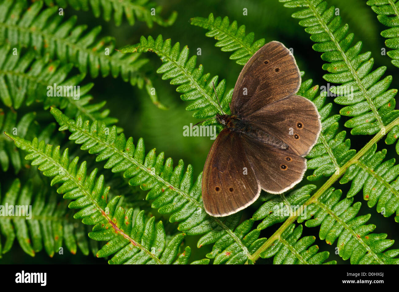 A ringlet butterfly (Aphantopus hyperantus) basking on bracken at Southwater Woods, West Sussex. july. Stock Photo