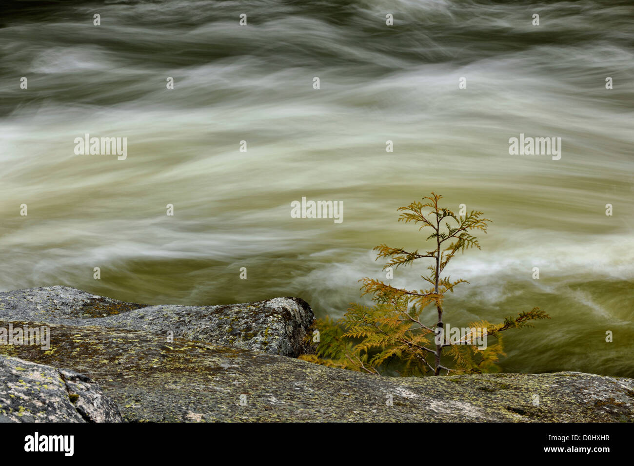 Lochsa River rapids and cedar tree sapling, Clearwater National Forest, Idaho, USA Stock Photo