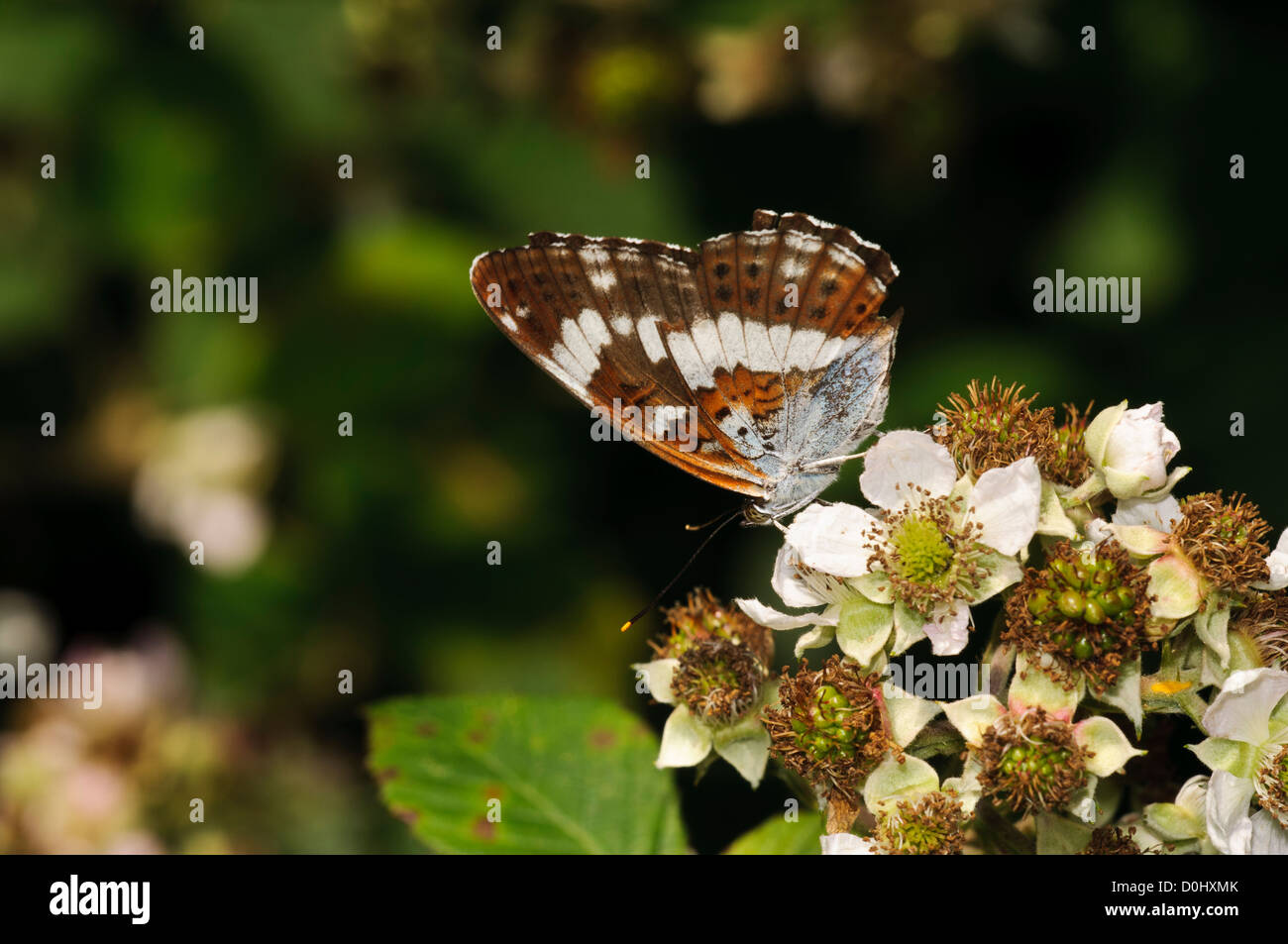 A white admiral butterfly (Limenitis camilla) feeding on bramble flowers at Southwater Woods, West Sussex. july. Stock Photo