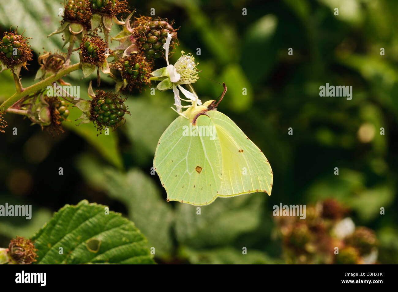 A brimstone butterfly (Ganepteryx rhamni) feeding on a bramble flower at Southwater Woods, West Sussex. july. Stock Photo