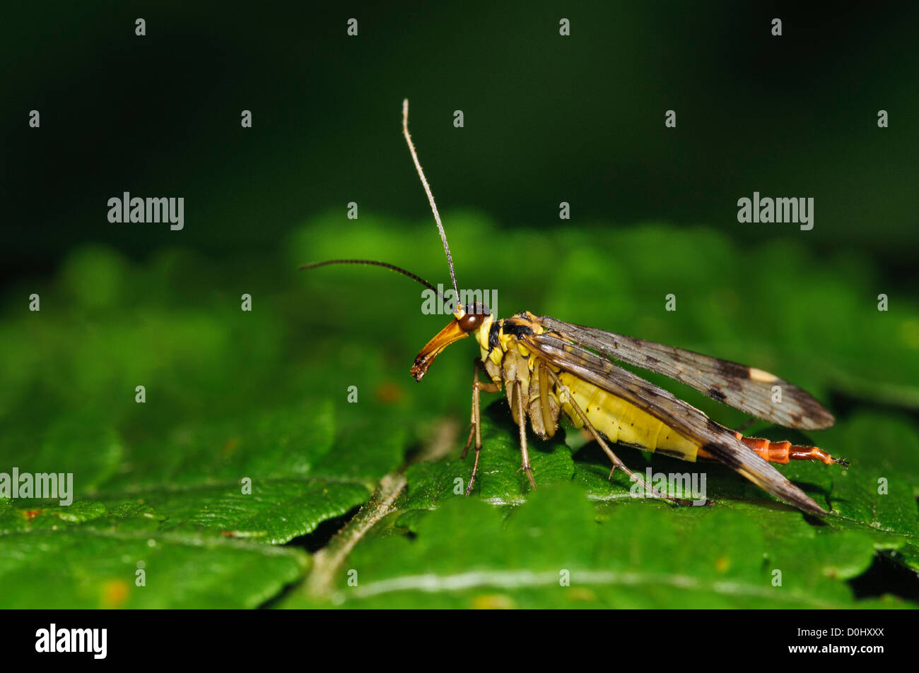 An adult female scorpion fly (Panorpa communis) perched on bracken at Southwater Woods, West Sussex. july. Stock Photo