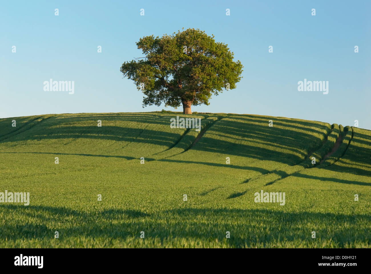 A lone oak tree perched on the brow of a hill at Teynham in Kent. Stock Photo